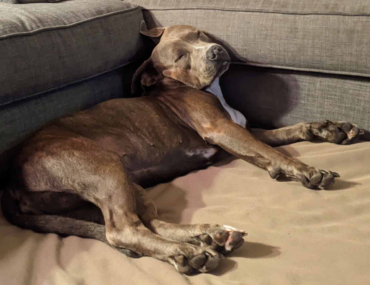 Dog awkwardly laying against a couch